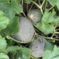 Melon Ambrosia F1 Seed