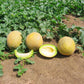 Melon Passport F1 Seed