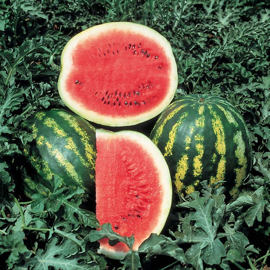Watermelon Crimson Sweet Seed