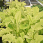 Mustard Southern Giant Curled Seed