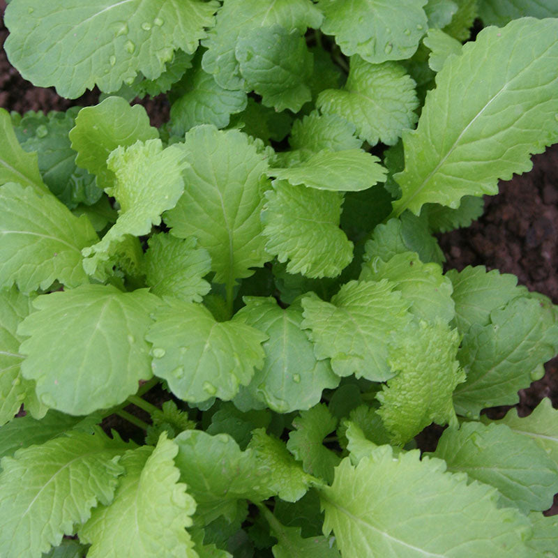 Mustard Southern Giant Curled Seed