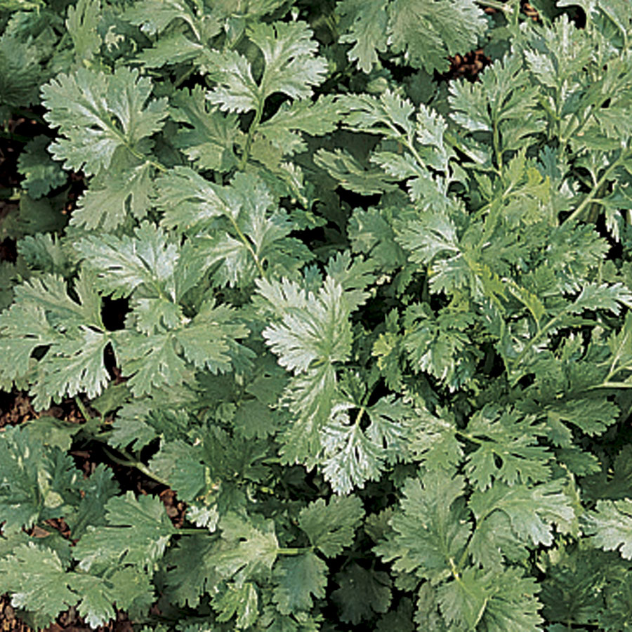 Santo Cilantro Seeds