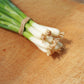 Onion Tokyo Long White Seed
