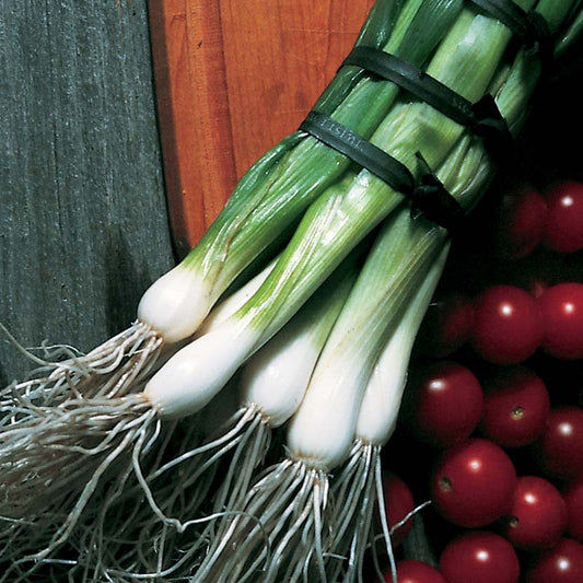 Onion Southport White Bunching Seed