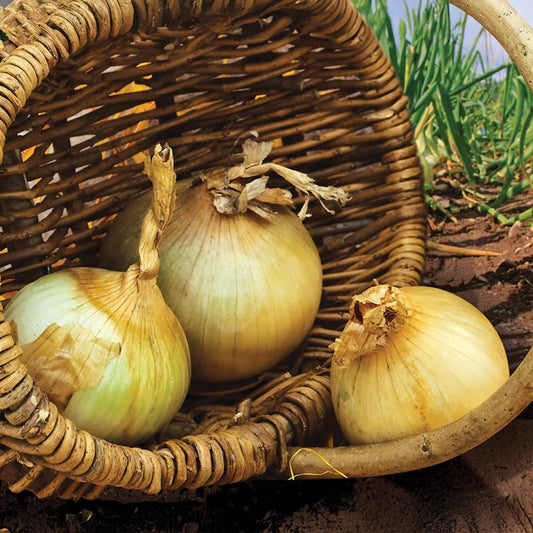 Onion Yellow Sweet Spanish