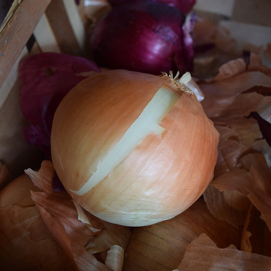 Onion Yellow Sweet Spanish