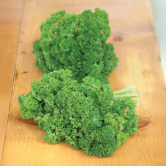 Parsley Banquet Seed