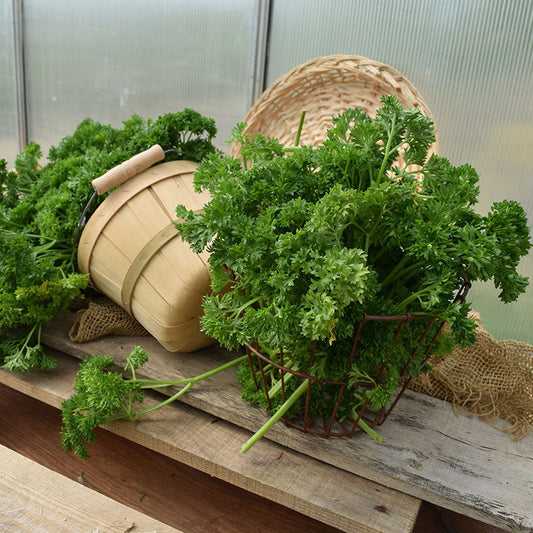 Parsley Forest Green Seed