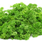 Parsley Forest Green Seed