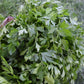 Parsley Plain Italian Dark Green Seed