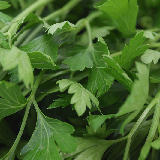 Parsley Plain Italian Dark Green Seed