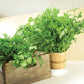 Parsley Plain Italian Dark Green Seed