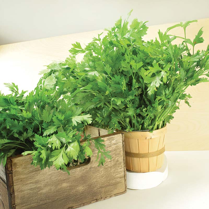 Parsley Plain Italian Dark Green Seed