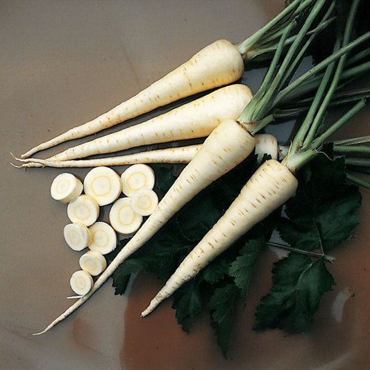 Parsnip Harris Model Seed