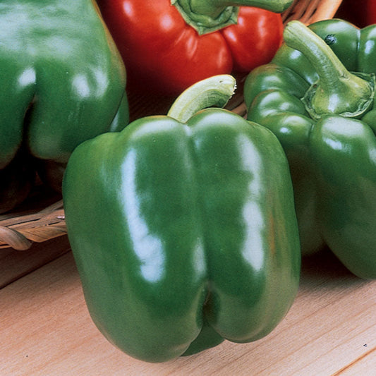 Pepper King Arthur F1 Seed