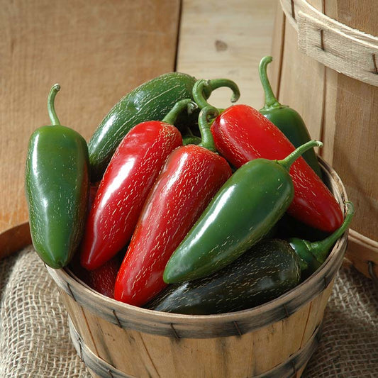 Pepper Jalapeno M Seed