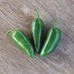 Pepper Jalapeno M Seed