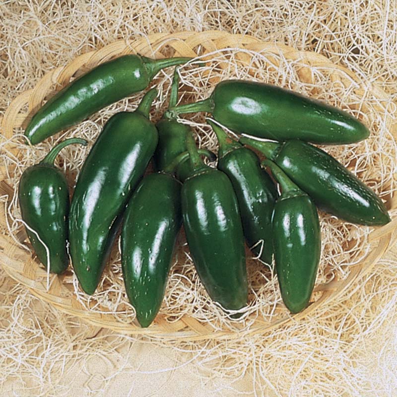 Pepper Jalapeno M Seed
