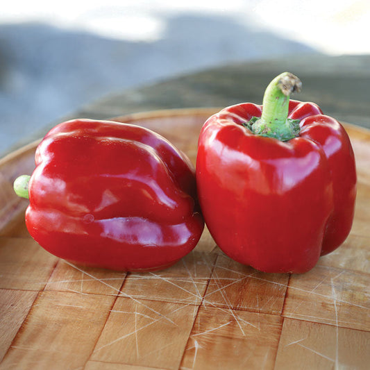 Pepper Calwonder Seed