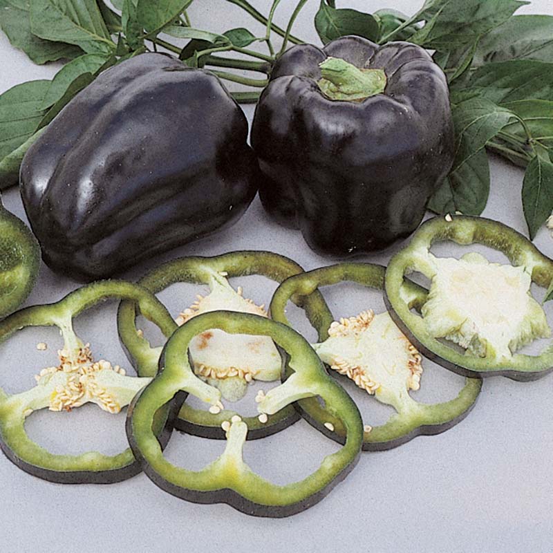 Pepper Purple Beauty Seed