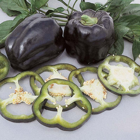 Pepper Purple Beauty Seed