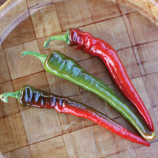 Pepper Hot Portugal Seed