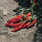 Pepper Hot Portugal Seed