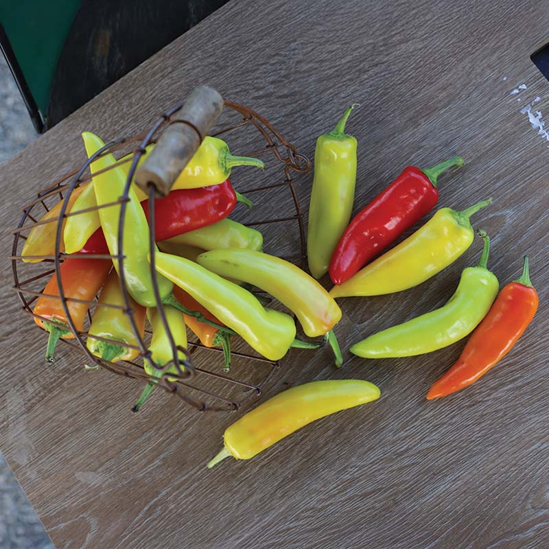 Pepper Hungarian Wax Seed