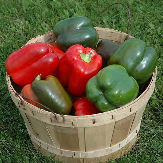 Pepper Lady Bell F1 Seed