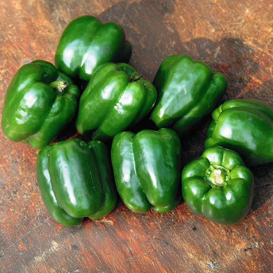 Pepper Lady Bell F1 Seed