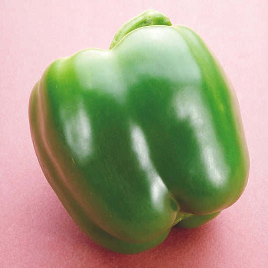 Pepper Red Knight F1 Seed