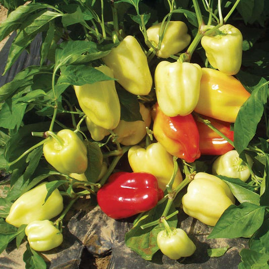Pepper Flamingo F1 Seed