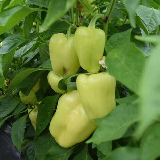 Pepper Flamingo F1 Seed