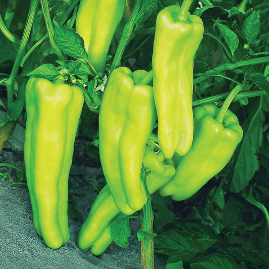 Pepper Aruba F1 Seed