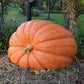 Pumpkin Dill's Atlantic Giant Seed