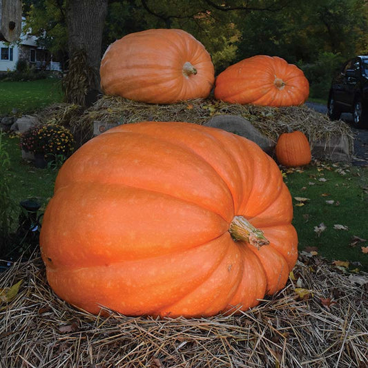 Pumpkin Dill's Atlantic Giant Seed