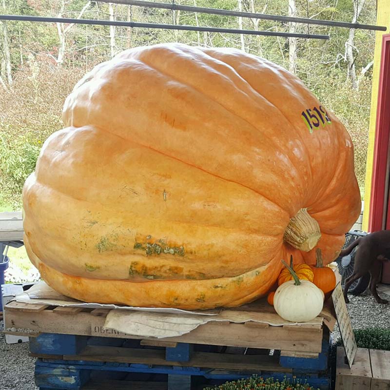 Pumpkin Dill's Atlantic Giant Seed