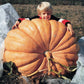 Pumpkin Dill's Atlantic Giant Seed