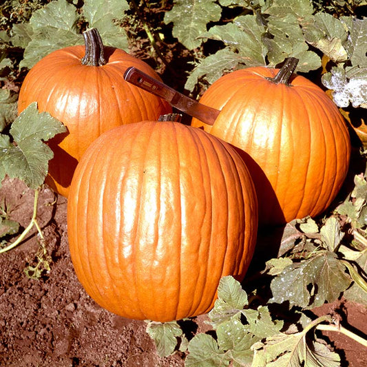Pumpkin Howden Seed