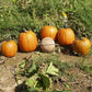 Pumpkin Howden Seed