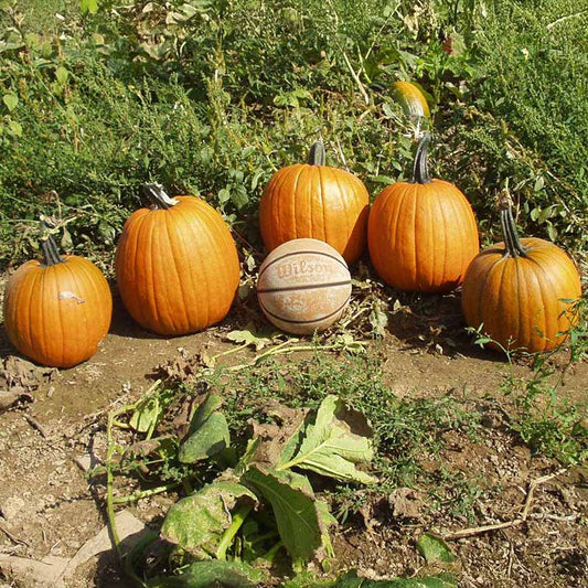 Pumpkin Howden Seed