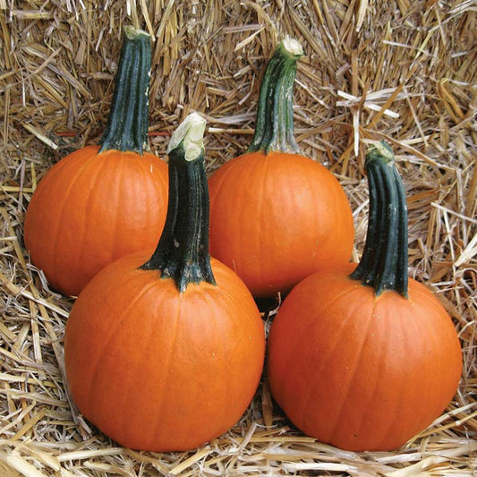 Pumpkin Baby Pam Seed
