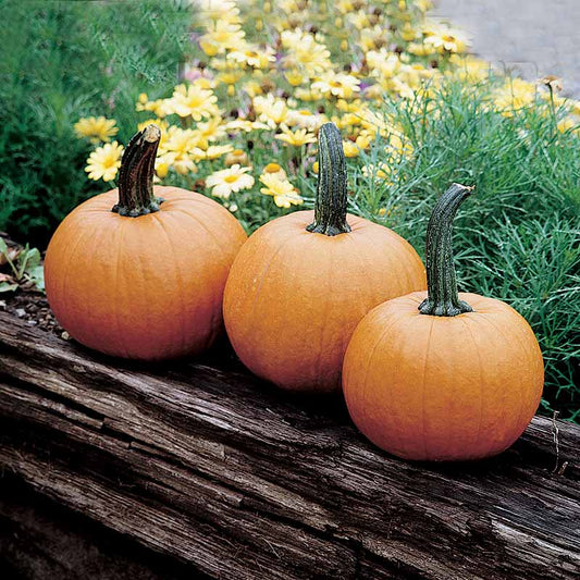 Pumpkin Baby Pam Seed