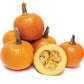 Pumpkin Baby Pam Seed