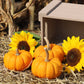 Pumpkin Munchkin Seed
