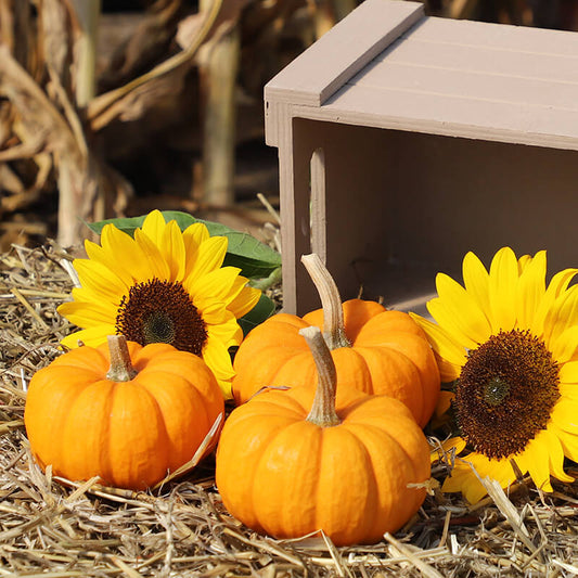 Pumpkin Munchkin Seed