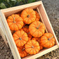 Pumpkin Munchkin Seed