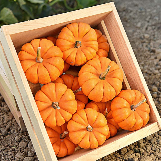 Pumpkin Munchkin Seed