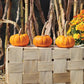 Pumpkin Munchkin Seed
