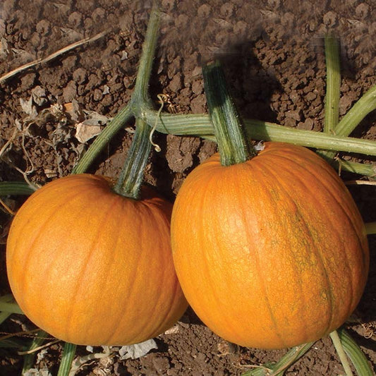 Pumpkin Small Sugar Seed